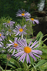 Triumph Aster (Aster x alpellus 'Triumph') at Lakeshore Garden Centres
