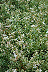 Tiny Buttons Stonecrop (Sedum hispanicum 'Tiny Buttons') at Lakeshore Garden Centres