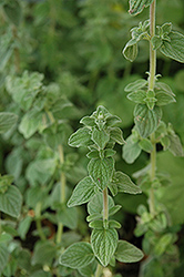 Za'atar Marjoram (Origanum syriacum 'Za'atar') at Lakeshore Garden Centres