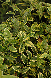 Sunny Skies Periwinkle (Vinca minor 'Sunny Skies') at Lakeshore Garden Centres