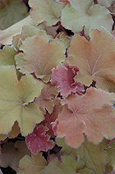 Big Top Gold Coral Bells (Heuchera villosa 'Big Top Gold') at Lakeshore Garden Centres