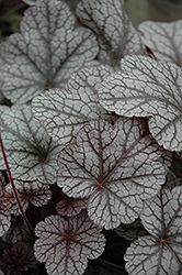 Prince Of Silver Coral Bells (Heuchera 'Prince Of Silver') at Lakeshore Garden Centres