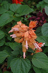 Salvador Salmon Salvia (Salvia 'Salvador Salmon') at Lakeshore Garden Centres