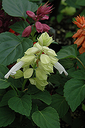 Salvador Yellow Salvia (Salvia 'Salvador Yellow') at Lakeshore Garden Centres