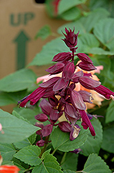 Salvador Purple Salvia (Salvia 'Salvador Purple') at Lakeshore Garden Centres