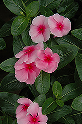 Sunstorm Blush Vinca (Catharanthus roseus 'Sunstorm Blush') at Lakeshore Garden Centres
