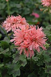 Graffiti Double Salmon Geranium (Pelargonium 'Graffiti Double Salmon') at Lakeshore Garden Centres