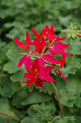 Graffiti Violet Geranium (Pelargonium 'Graffiti Violet') at Lakeshore Garden Centres