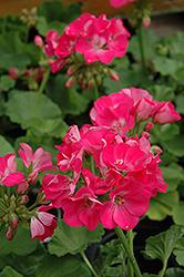 Designer Hot Pink Geranium (Pelargonium 'Designer Hot Pink') at Lakeshore Garden Centres