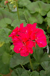 Allure Purple Rose Geranium (Pelargonium 'Allure Purple Rose') at Lakeshore Garden Centres