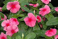 Sunstorm Rose with Eye Vinca (Catharanthus roseus 'Sunstorm Rose with Eye') at Lakeshore Garden Centres