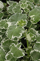Wilhelm Langguth Geranium (Pelargonium 'Wilhelm Langguth') at Lakeshore Garden Centres