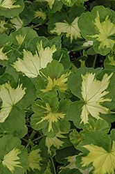 Happy Thought Geranium (Pelargonium 'Happy Thought') at Lakeshore Garden Centres