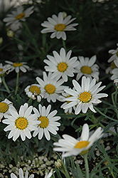 Angelic White Chic Marguerite Daisy (Argyranthemum frutescens 'Angelic White Chic') at Lakeshore Garden Centres