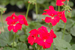 Pinto Violet Geranium (Pelargonium 'Pinto Violet') at Lakeshore Garden Centres