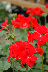 Pinto Scarlet Geranium (Pelargonium 'Pinto Scarlet') at Lakeshore Garden Centres