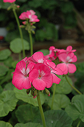 Pinto Pink Geranium (Pelargonium 'Pinto Pink') at Lakeshore Garden Centres