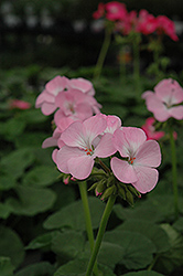 Pinto Quicksilver Geranium (Pelargonium 'Pinto Quicksilver') at Lakeshore Garden Centres
