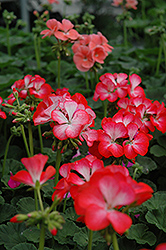 Ringo 2000 Scarlet Star Geranium (Pelargonium 'Ringo 2000 Scarlet Star') at Lakeshore Garden Centres