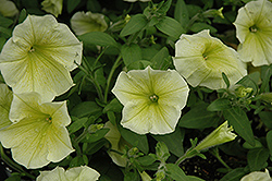Fortunia Yellow Petunia (Petunia 'Fortunia Yellow') at Lakeshore Garden Centres