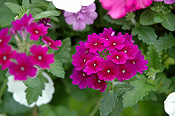 Lanai Royal Purple Verbena (Verbena 'Lanai Royal Purple') at Lakeshore Garden Centres