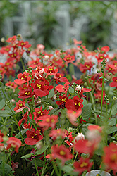 Romeo Red Twinspur (Diascia 'Romeo Red') at Lakeshore Garden Centres