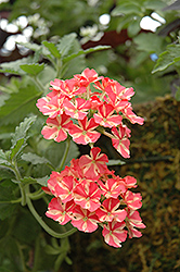 Estrella Voodoo Salmon Star Verbena (Verbena 'Estrella Voodoo Salmon Star') at Lakeshore Garden Centres