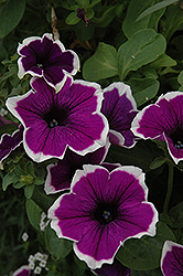 Cascadias Violet Skirt Petunia (Petunia 'Cascadias Violet Skirt') at Lakeshore Garden Centres