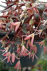 Bonfire Chocolate Pink Begonia (Begonia boliviensis 'Bonfire Chocolate Pink') at Lakeshore Garden Centres
