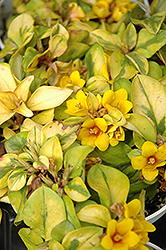 Walkabout Sunset Loosestrife (Lysimachia congestiflora 'Walkabout Sunset') at Lakeshore Garden Centres