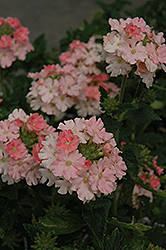 Aztec Coral Verbena (Verbena 'Aztec Coral') at Lakeshore Garden Centres