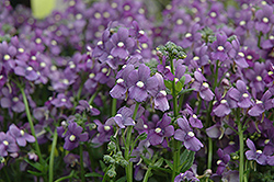 Enchanting Blue Nemesia (Nemesia 'Enchanting Blue') at Lakeshore Garden Centres