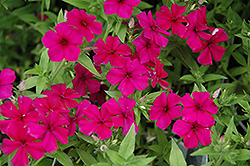 Intensia Cabernet Annual Phlox (Phlox 'Intensia Cabernet') at Lakeshore Garden Centres