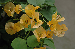 Gold Rush Bougainvillea (Bougainvillea 'Gold Rush') at Lakeshore Garden Centres