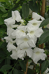 Lady Di Bower Vine (Pandorea jasminoides 'Lady Di') at Lakeshore Garden Centres