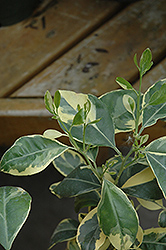 Variegated Calamondin Orange (Citrus reticulata 'Calamondin Variegata') at Lakeshore Garden Centres