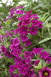 Empress Violet Blue Verbena (Verbena 'Empress Violet Blue') at Lakeshore Garden Centres