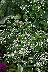 Hip Hop Euphorbia (Euphorbia 'Hip Hop') at Lakeshore Garden Centres