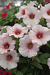 Surprise White Orchid Petunia (Petunia 'Surprise White Orchid') at Lakeshore Garden Centres