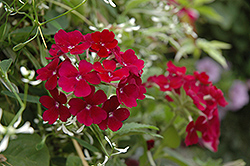Empress Burgundy Verbena (Verbena 'Empress Burgundy') at Lakeshore Garden Centres