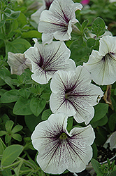 Fortunia Silver Vein Petunia (Petunia 'Fortunia Silver Vein') at Lakeshore Garden Centres