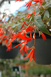 Bonfire Begonia (Begonia boliviensis 'Bonfire') at Lakeshore Garden Centres