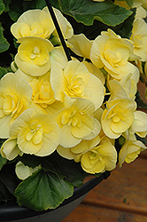 Blitz Begonia (Begonia x hiemalis 'Blitz') at Lakeshore Garden Centres