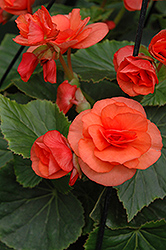 Solenia Orange Begonia (Begonia x hiemalis 'Solenia Orange') at Lakeshore Garden Centres