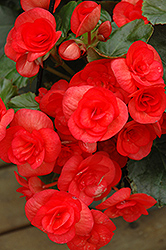 Veronica Begonia (Begonia x hiemalis 'Veronica') at Lakeshore Garden Centres
