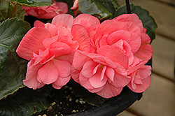 Dragone Pink Hope Begonia (Begonia x hiemalis 'Dragone Pink Hope') at Lakeshore Garden Centres