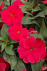 Sonic Burgundy New Guinea Impatiens (Impatiens 'Sonic Burgundy') at A Very Successful Garden Center