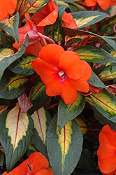 Painted Paradise Orange New Guinea Impatiens (Impatiens hawkeri 'Painted Paradise Orange') at Lakeshore Garden Centres