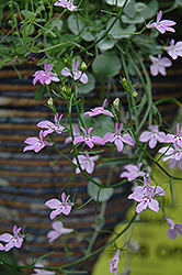 Laguna Heavenly Lilac Lobelia (Lobelia erinus 'Laguna Heavenly Lilac') at Lakeshore Garden Centres