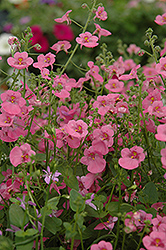 Romeo Pink Twinspur (Diascia 'Romeo Pink') at Lakeshore Garden Centres